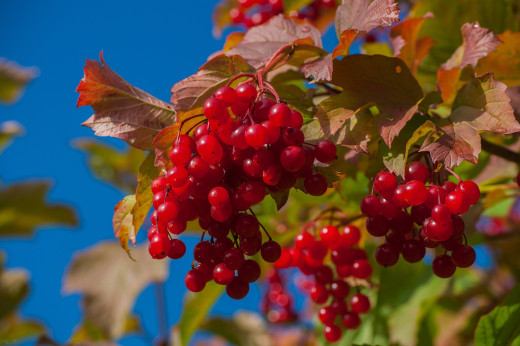 976897 (a): :2500x1660